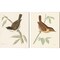Engraved Birds by Wild Apple Portfolio 12" x 15" Canvas Wall Art (Set of 2)